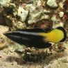 Labroides bicolor : 3 à 5 cm